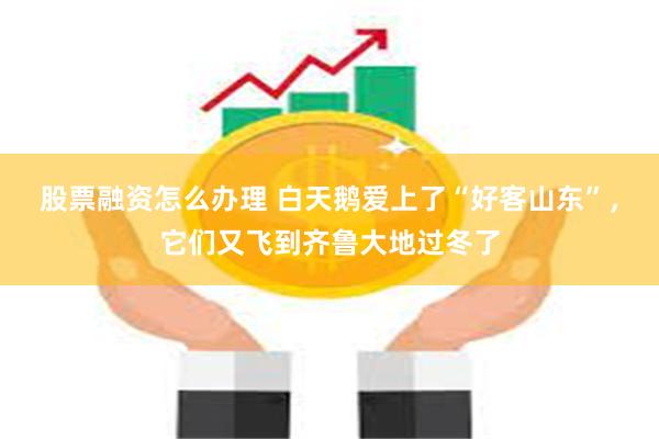 股票融资怎么办理 白天鹅爱上了“好客山东”，它们又飞到齐鲁大地过冬了
